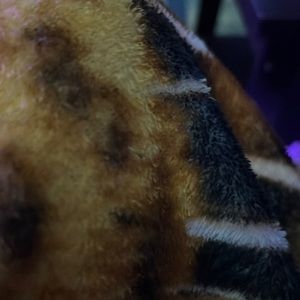 Meet your Posher, Alexandria